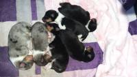 I1-Litter1day