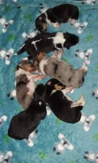 I1-Litter1week