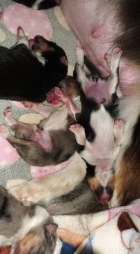 I1-Litter3days4